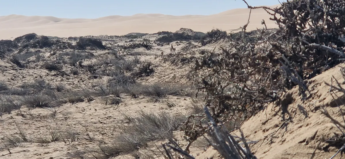 Desert vegetation and distant dunes on the Sandwich Harbour route